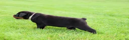 Rottweiler dogs for sale: Bear - Ad 6