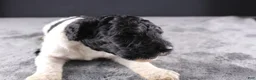 Standard Poodle dogs for sale: Willie N - Ad 3