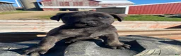 Cane Corso dogs for sale: Cash - Ad 3