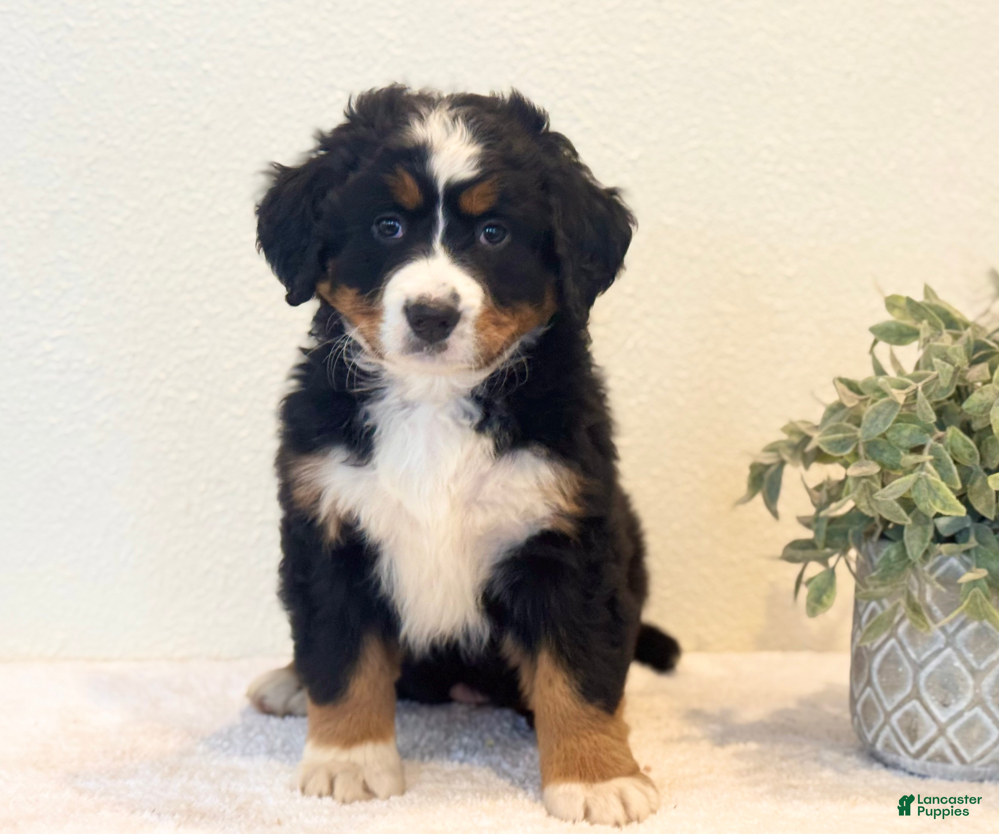 Bernese Mountain Dog dogs Annie - Ad 15