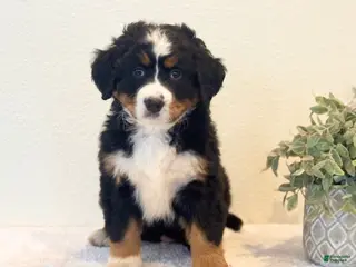 Bernese Mountain Dog dogs Annie - Ad 15