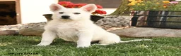 German Shepherd dogs for sale: Sonny - Ad 5