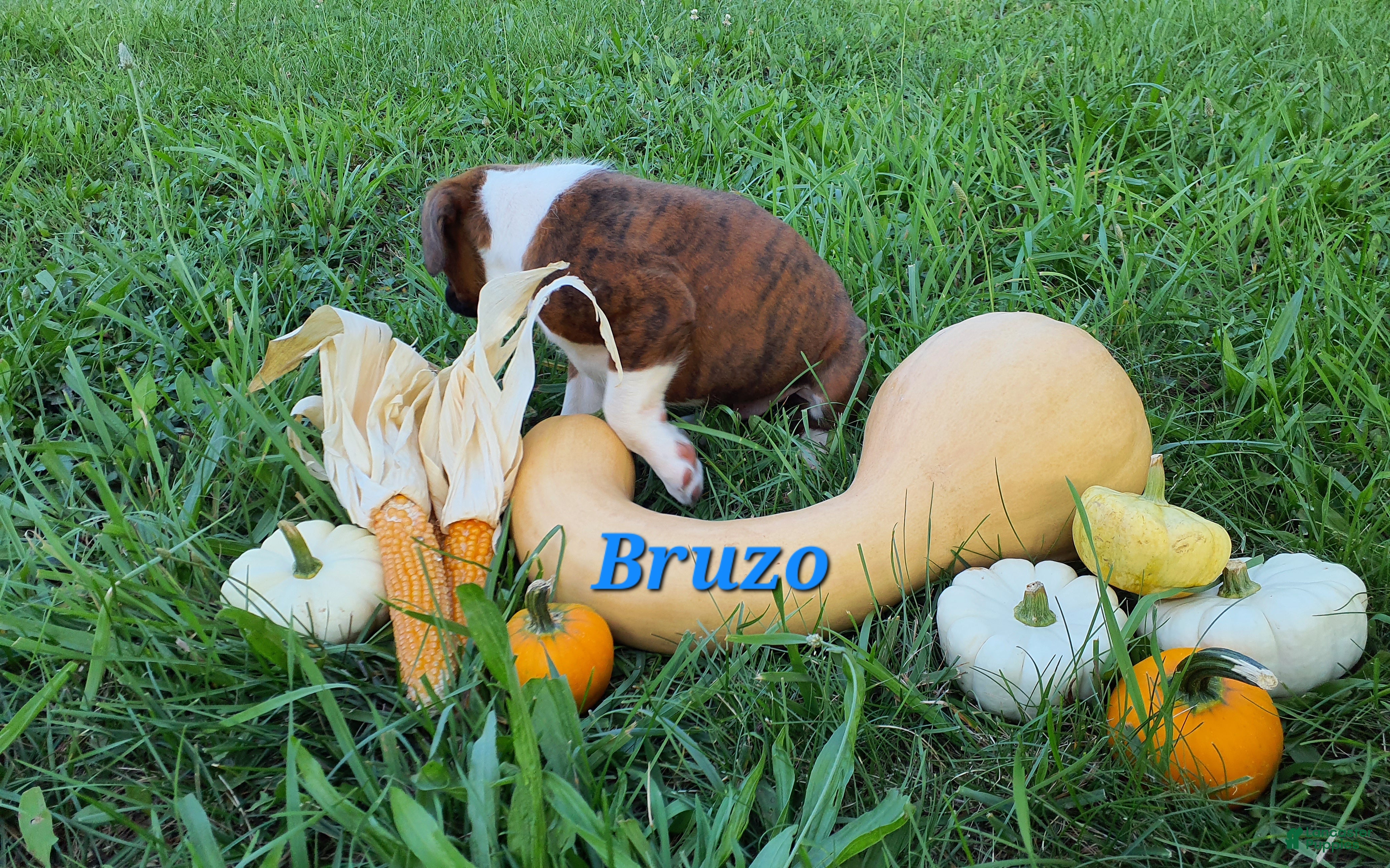 Boxer dogs Bruzo AKC - Ad 2