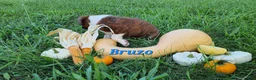 Boxer dogs for sale: Bruzo AKC - Ad 2