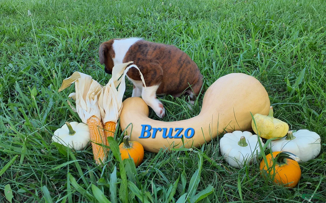 Boxer dogs for sale: Bruzo AKC - Ad 2
