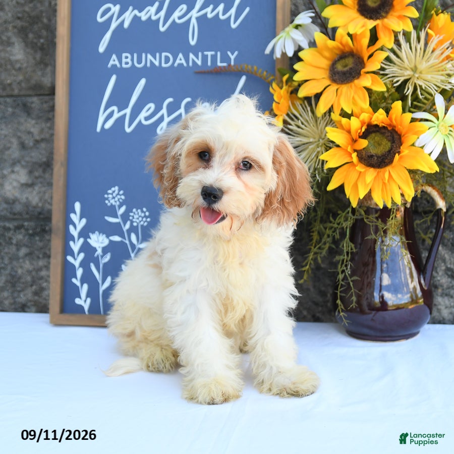 Cavapoo dogs Louie - Ad 1