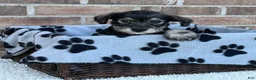 Miniature Schnauzer dogs for sale: Spike - Ad 1
