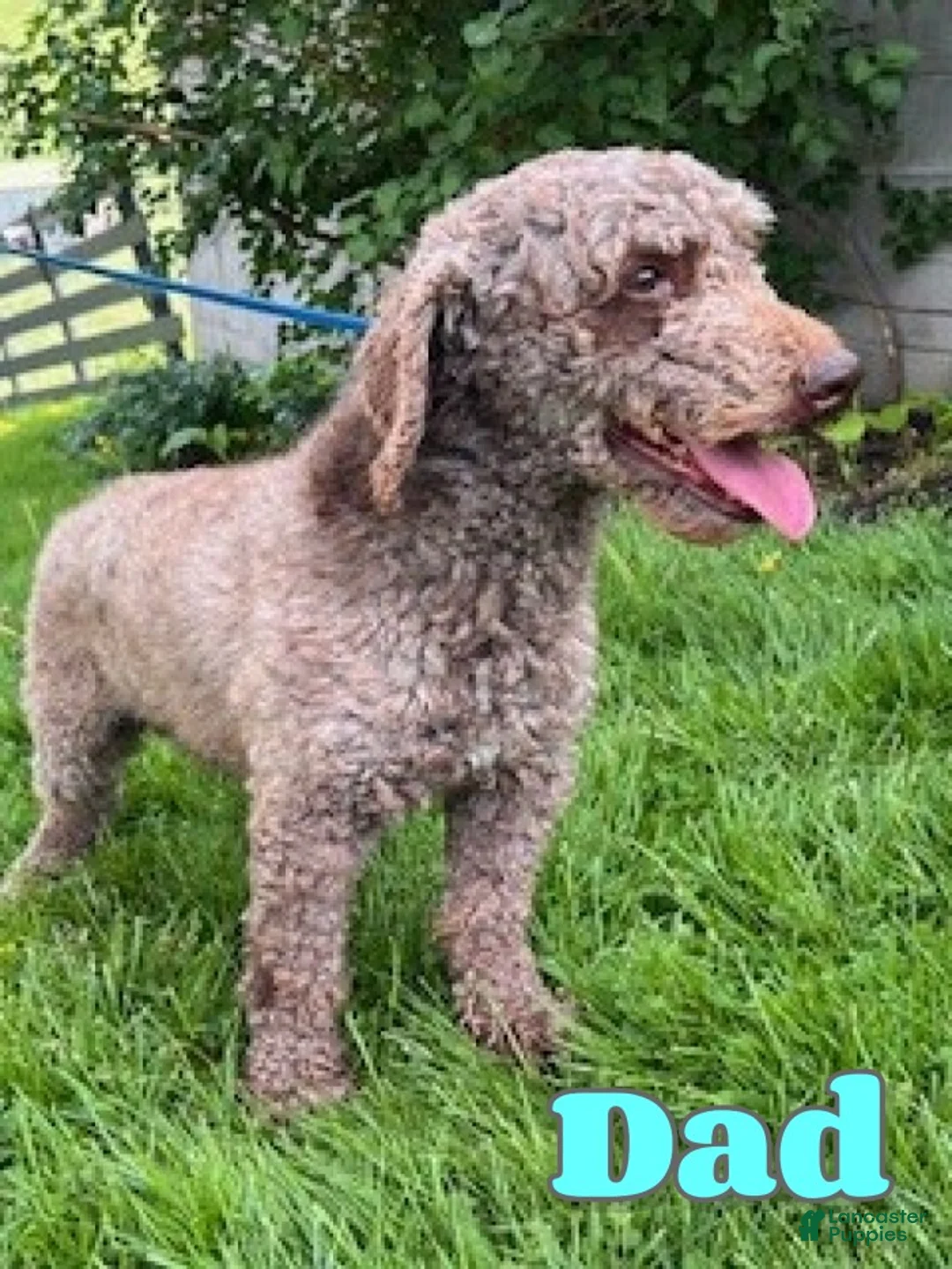 Aussiedoodle dogs for sale: Timmy - Ad 6