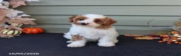 Cavapoo dogs for sale: Milo - Ad 3
