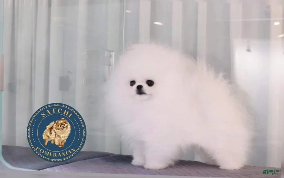 Pomeranian dogs for stud: Stud service from Korea  - Ad 1