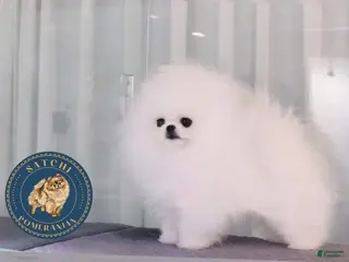 Pomeranian dogs Stud service from Korea - Ad 1