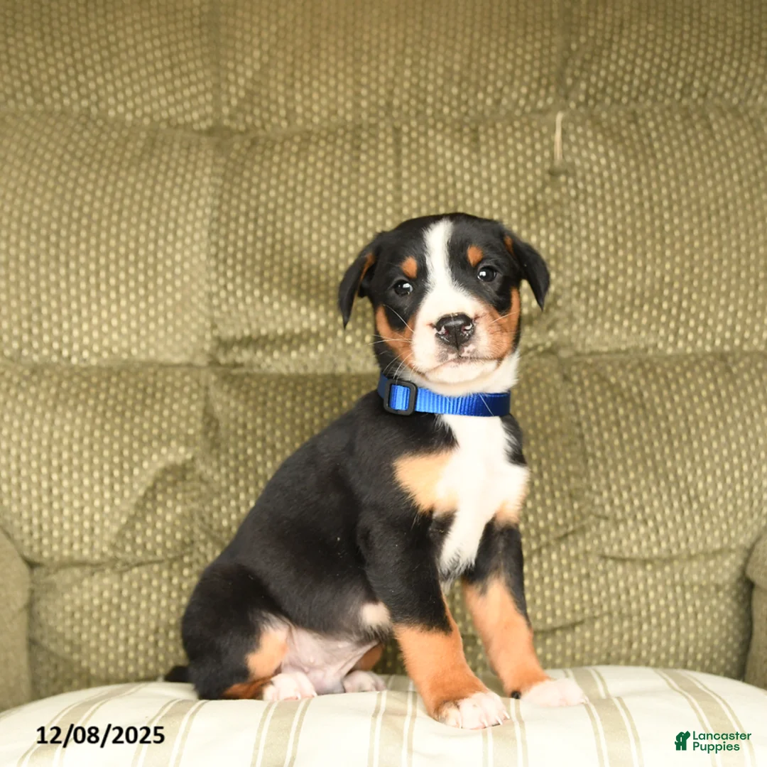 Greater Swiss Mountain Dog dogs for sale: Rocky - Ad 2