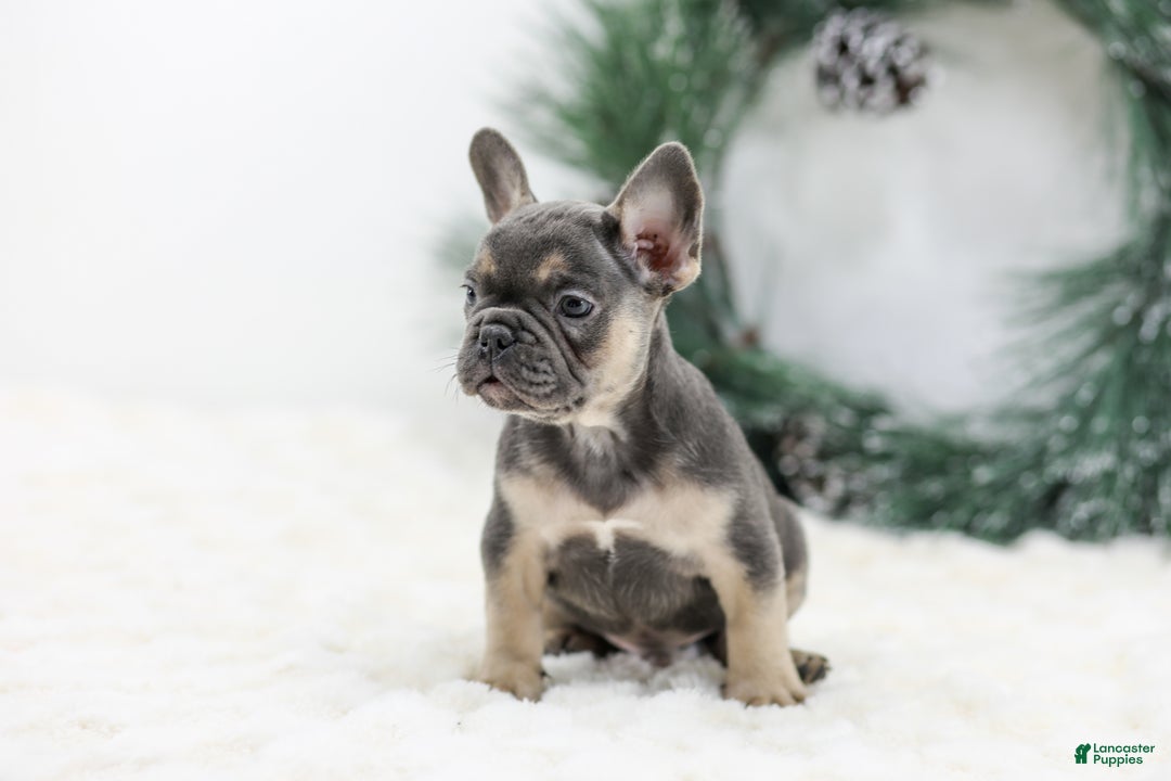 French Bulldog dogs for sale: Jordan - Ad 5