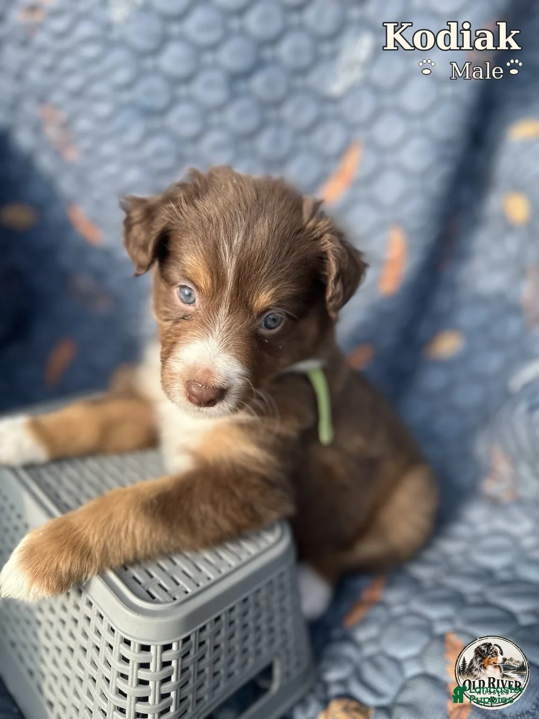 Australian Shepherd dogs for sale: Kodiak - Ad 2