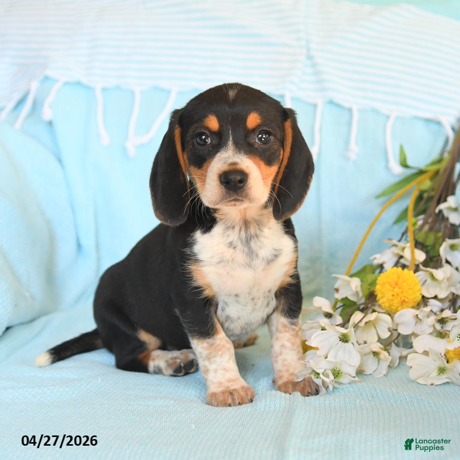 Beagle dogs Darcy - Ad 1