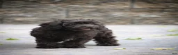 Cavapoo dogs for sale: Allie - Ad 3