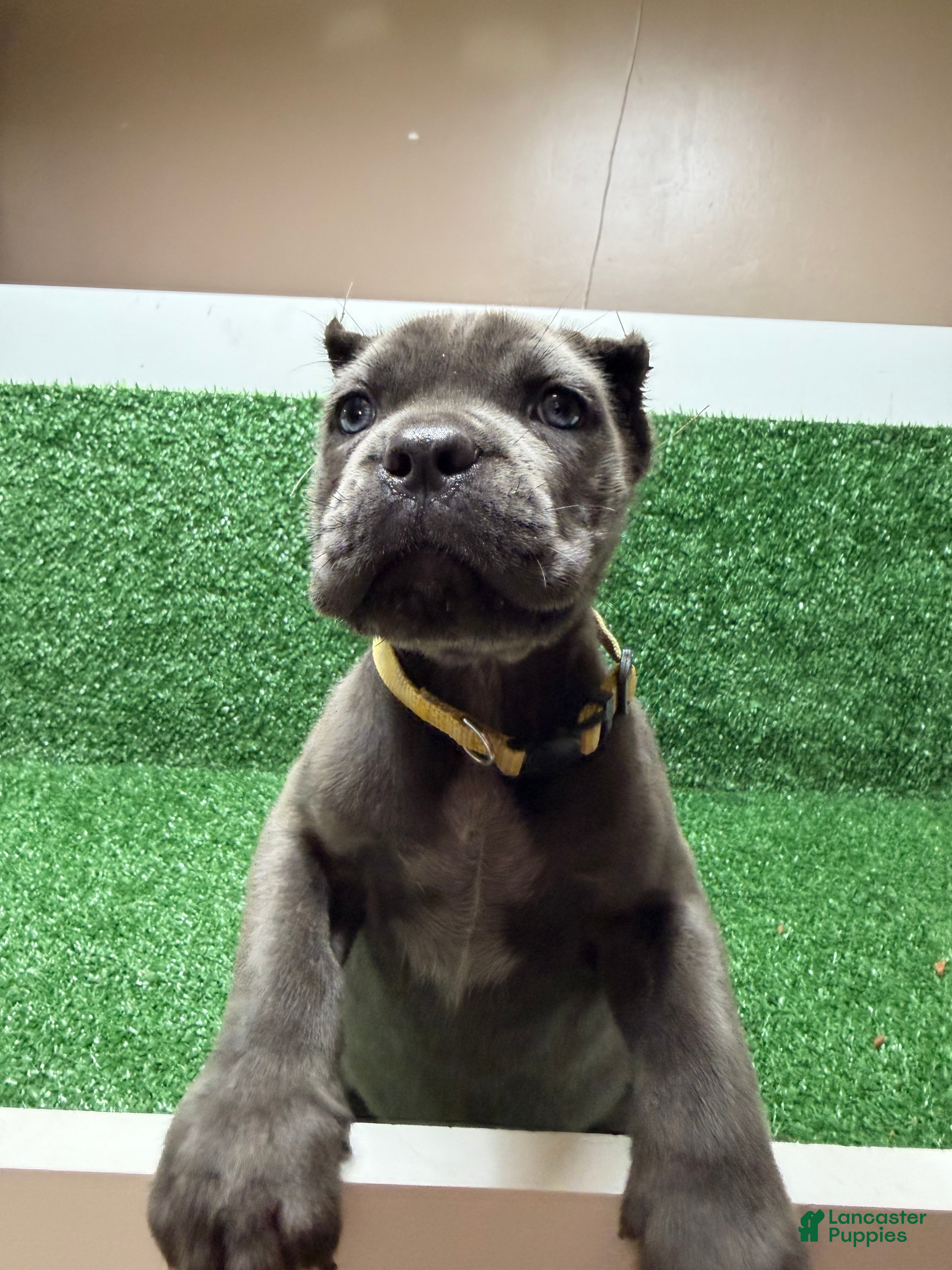Cane Corso dogs Yellow - Ad 1