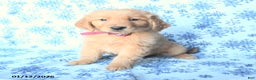 Golden Retriever dogs for sale: Leo - Ad 2