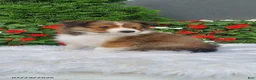 Shetland Sheepdog dogs for sale: Daisy - Ad 2