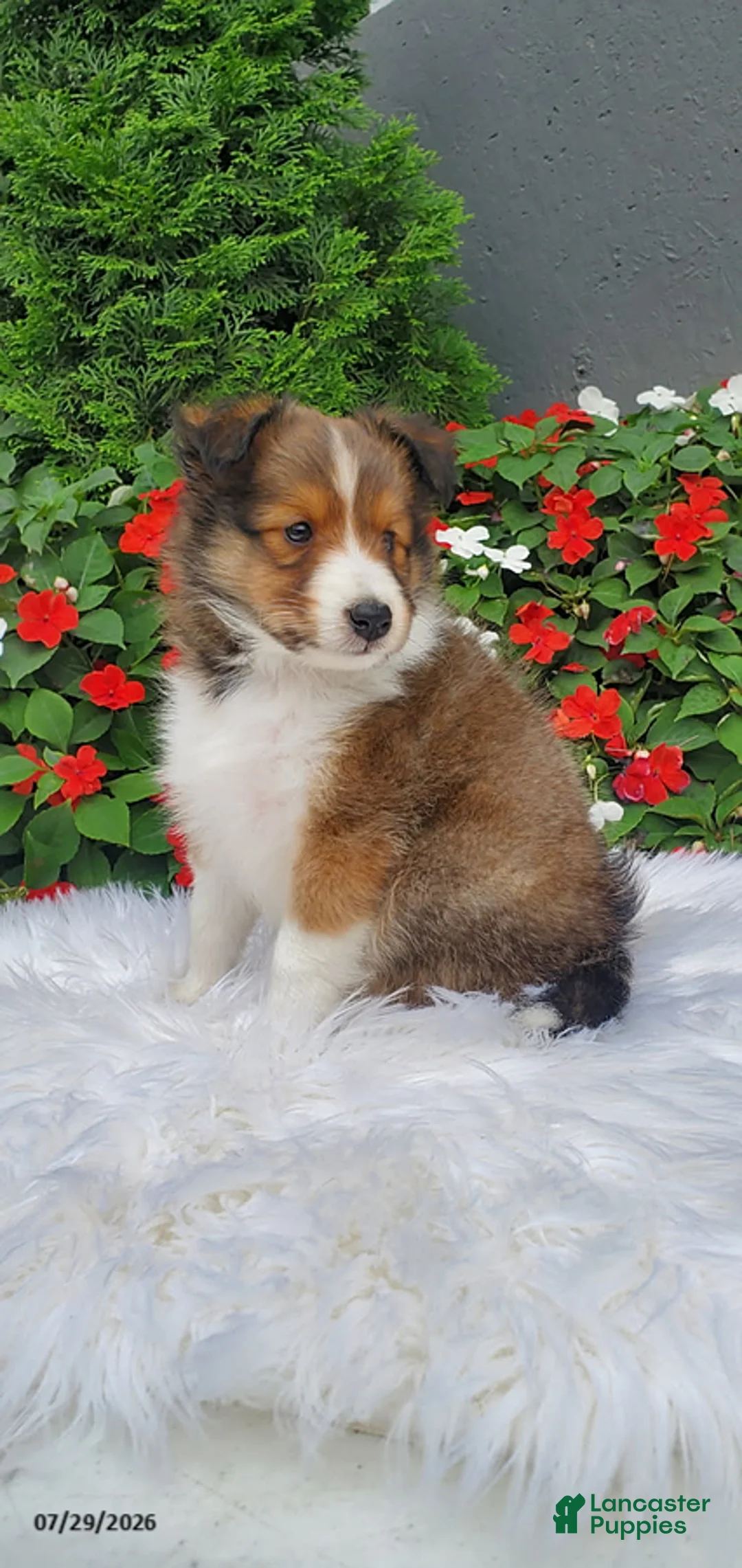 Shetland Sheepdog dogs for sale: Daisy - Ad 2