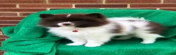 Pomeranian dogs for sale: Izzy - Ad 4