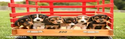 Beagle dogs for sale: Gunner - Ad 5