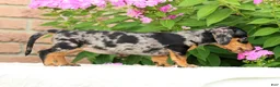 Miniature Dachshund dogs for sale: Jodi - Ad 10