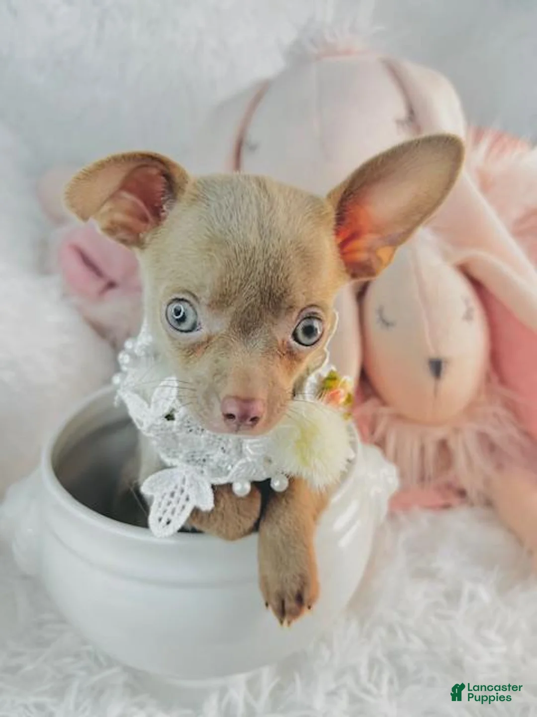 Chihuahua dogs for sale: Chihuahua 1 - Ad 2