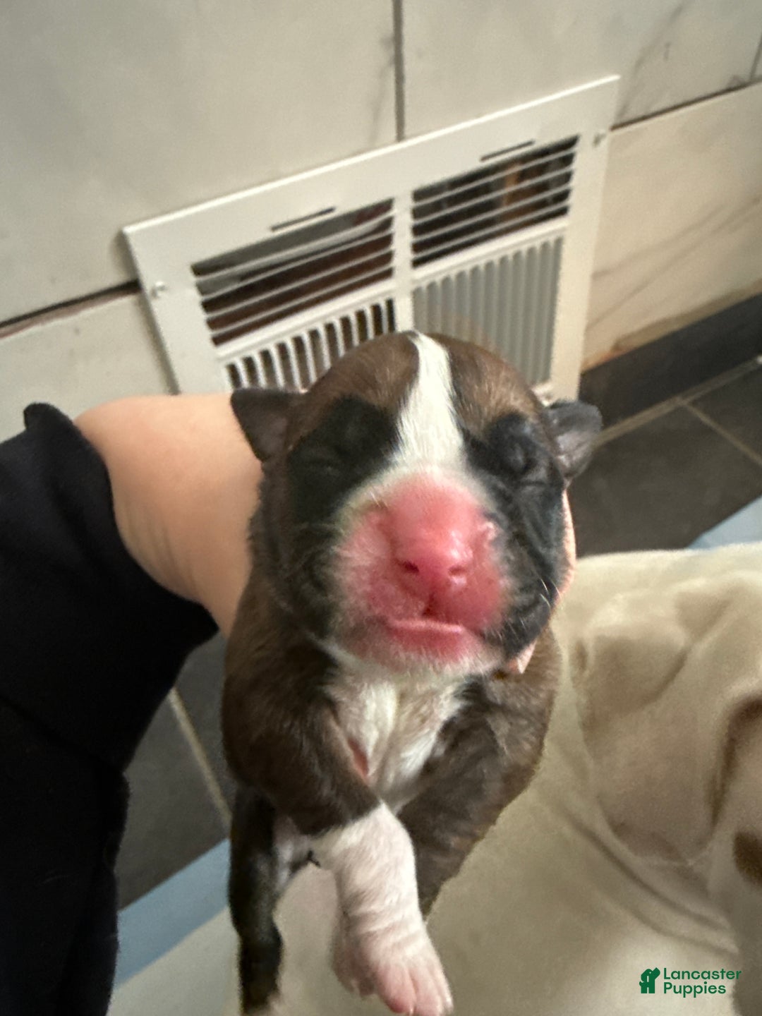 Boxer dogs for sale: Coco - Ad 1