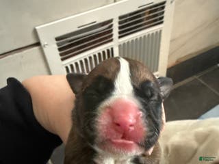 Boxer dogs Coco - Ad 38