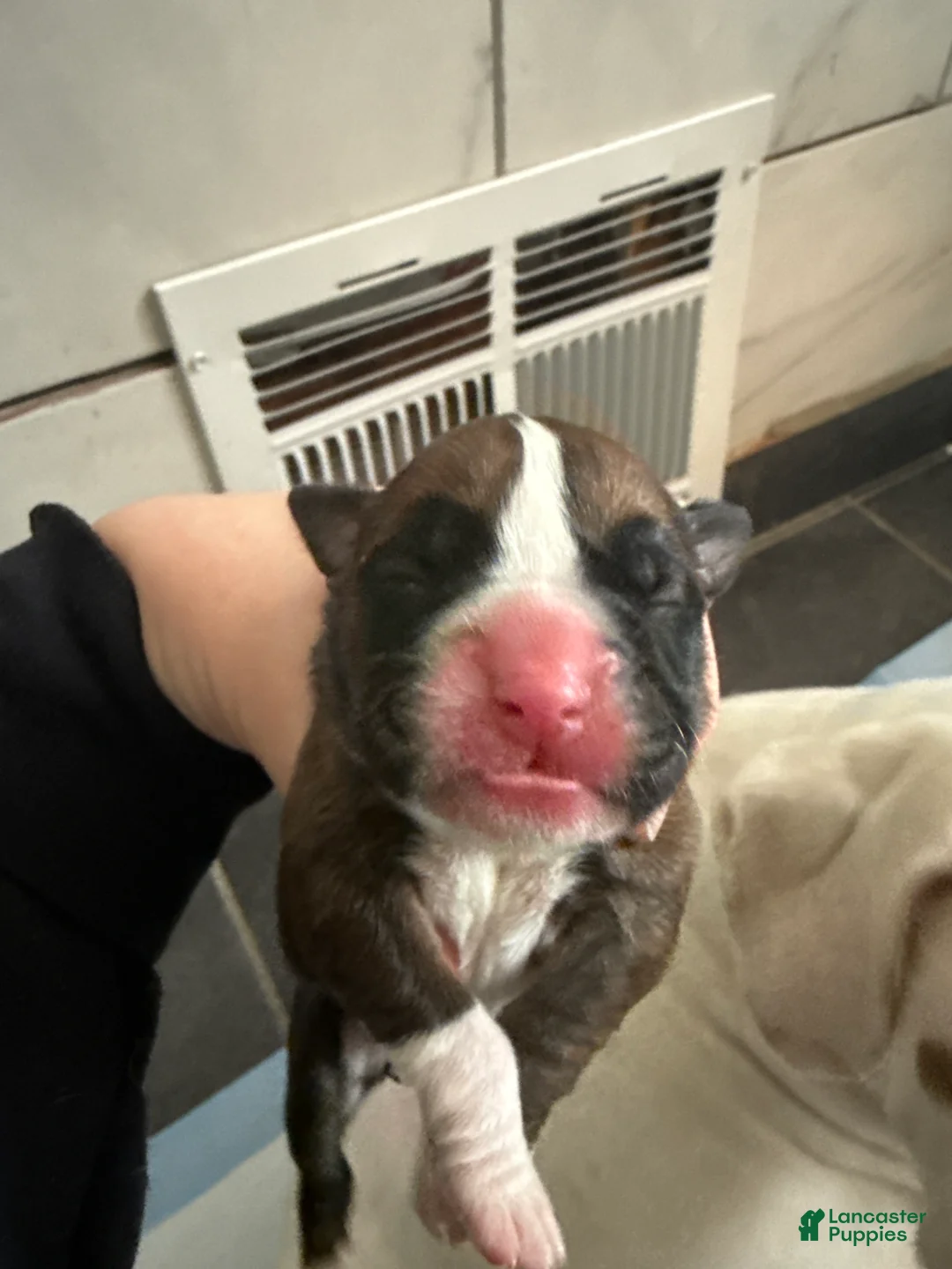 Boxer dogs for sale: Coco - Ad 1