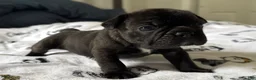 French Bulldog dogs for sale: Prince  - Ad 4