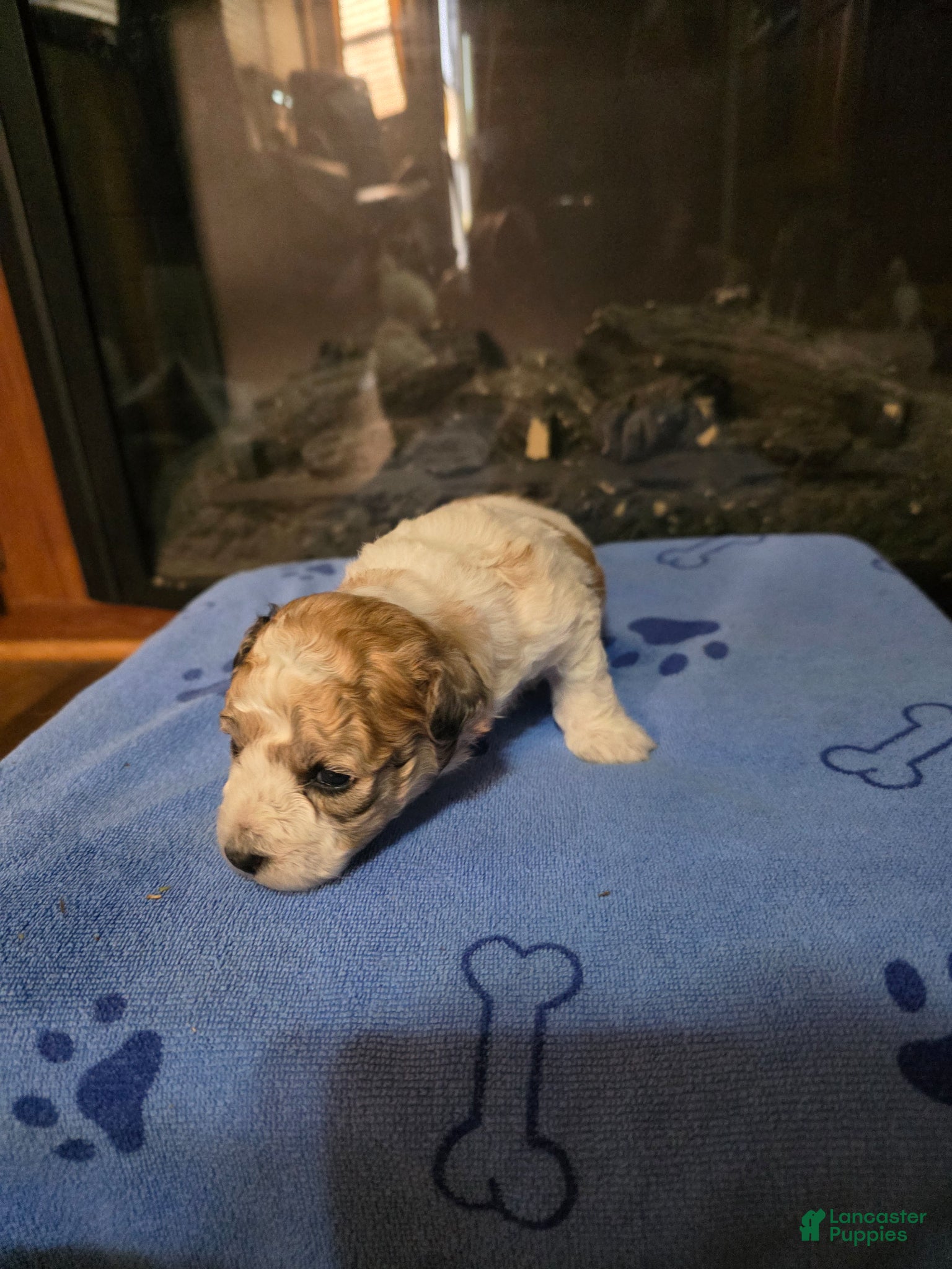 Maltipoo dogs Maltipoo Puppy 1 - Ad 13