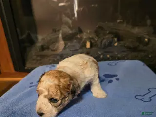 Maltipoo dogs Maltipoo Puppy 1 - Ad 37