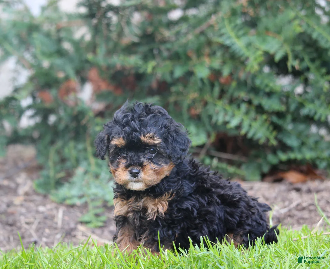Bernedoodle dogs for sale: Bella - Ad 2