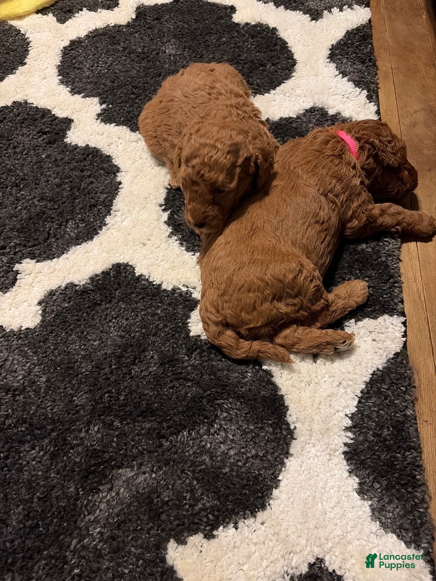 Goldendoodle dogs for sale: Goldendoodle 4 - Ad 13