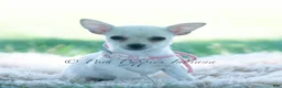 Chihuahua dogs for sale: Tinkerbell - Ad 4