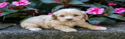 Cockapoo dogs for sale: Gwen - Ad 4
