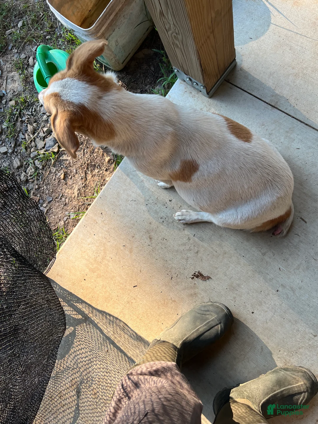 Mixed Breed dogs for sale: Mixed Breed Mamma of liter - Ad 2