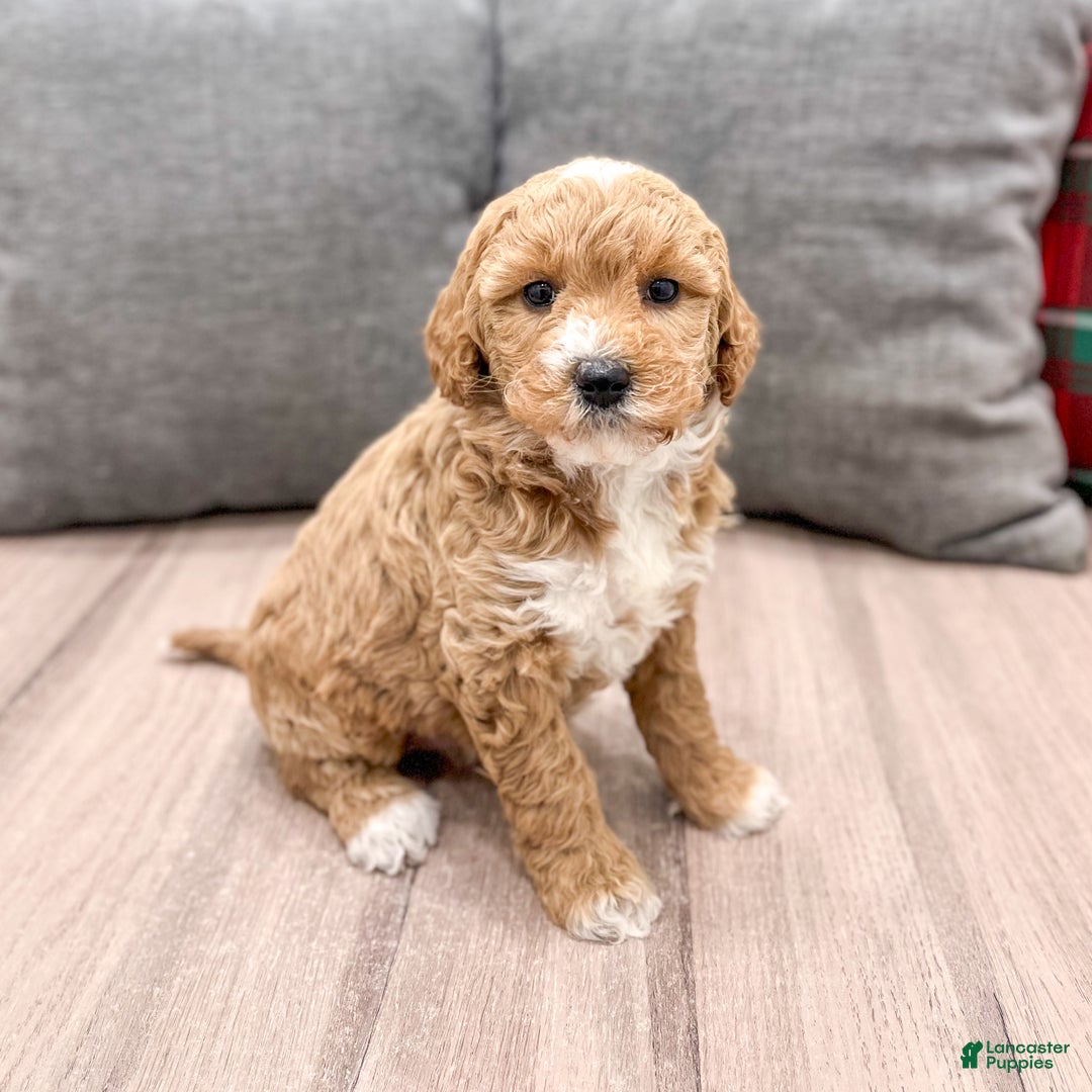 Mini Goldendoodle dogs for sale: Jewel - Ad 7