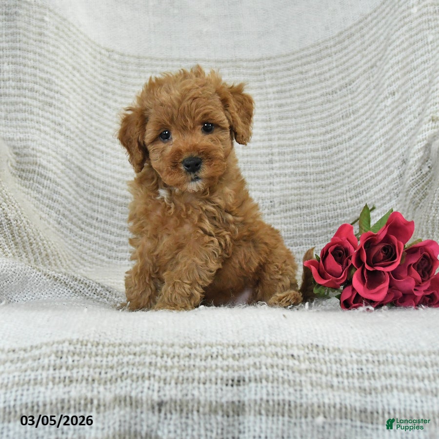 Mini Goldendoodle dogs Jodi - Ad 1