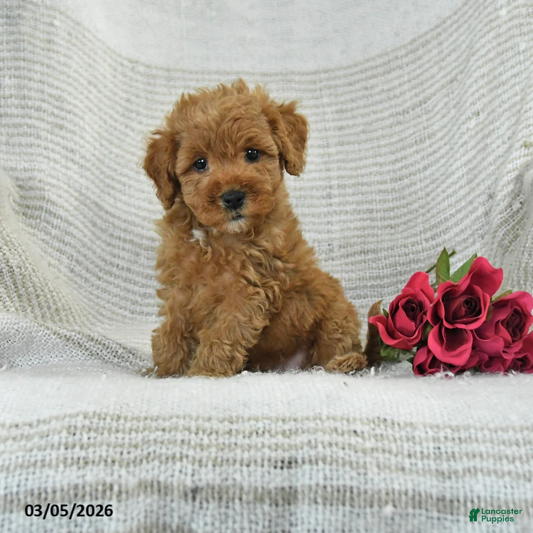 Mini Goldendoodle dogs for sale: Jodi - Ad 1
