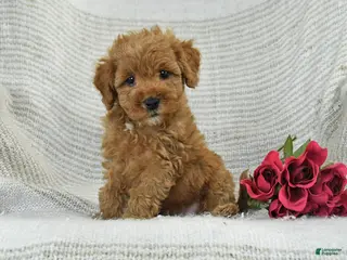 Mini Goldendoodle dogs for sale: Jodi - Ad 4
