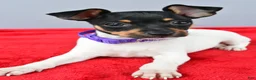Toy Fox Terrier dogs for sale: Daisy - Ad 9
