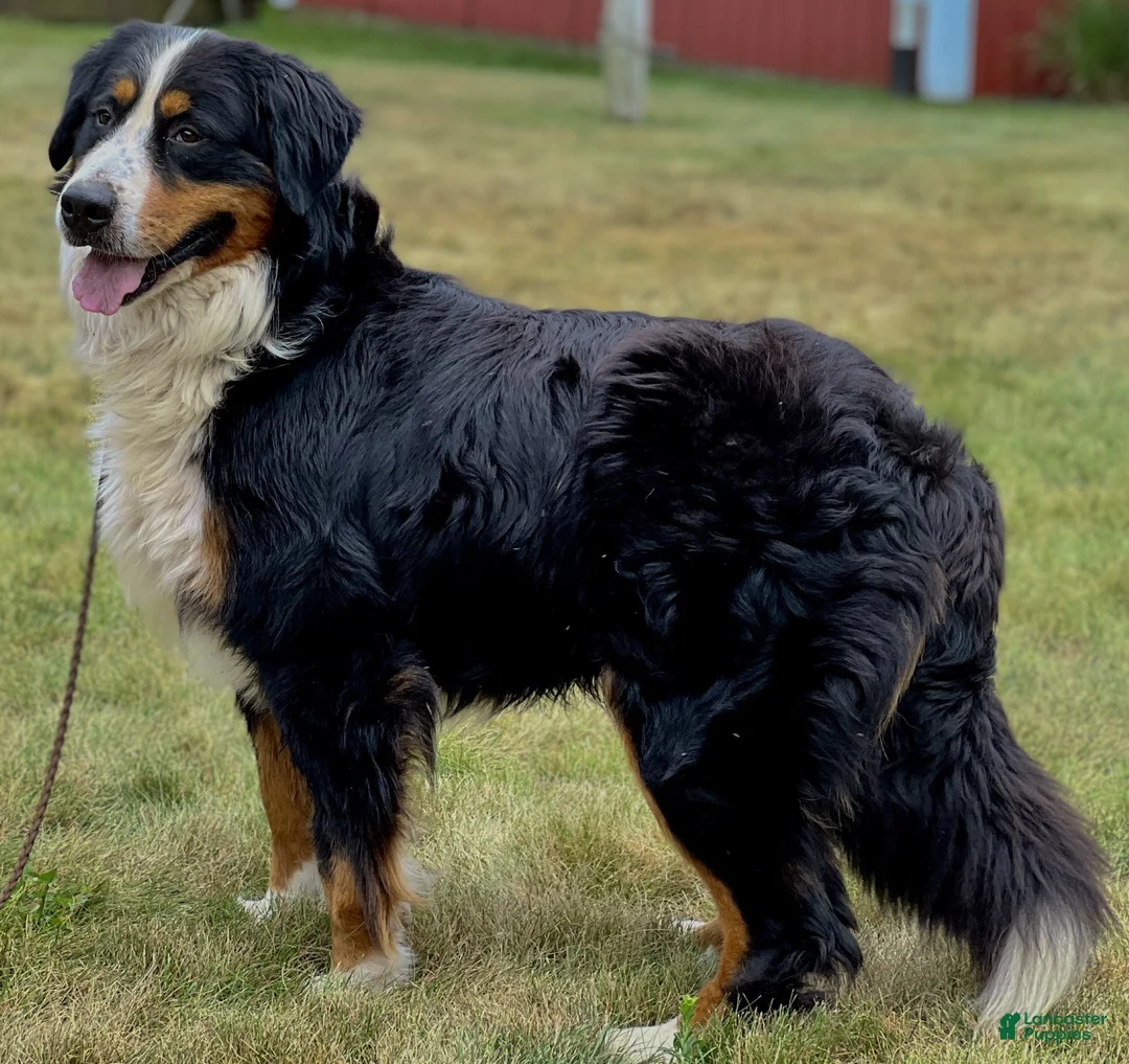 Bernese Mountain Dog dogs for sale: Chance - Ad 9