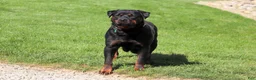 Rottweiler dogs for sale: Ryder - Ad 10