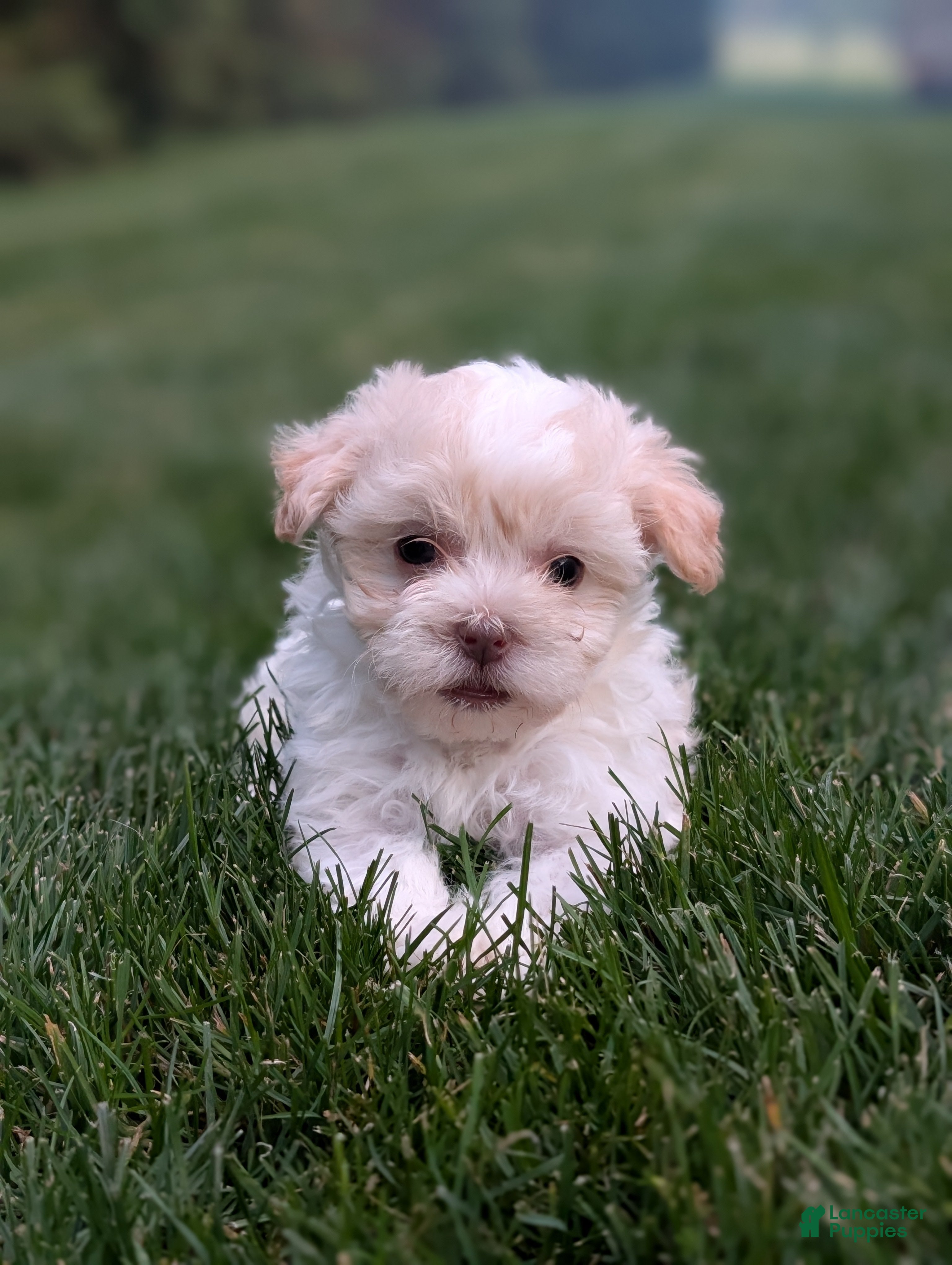 Havanese dogs Pico - Ad 2