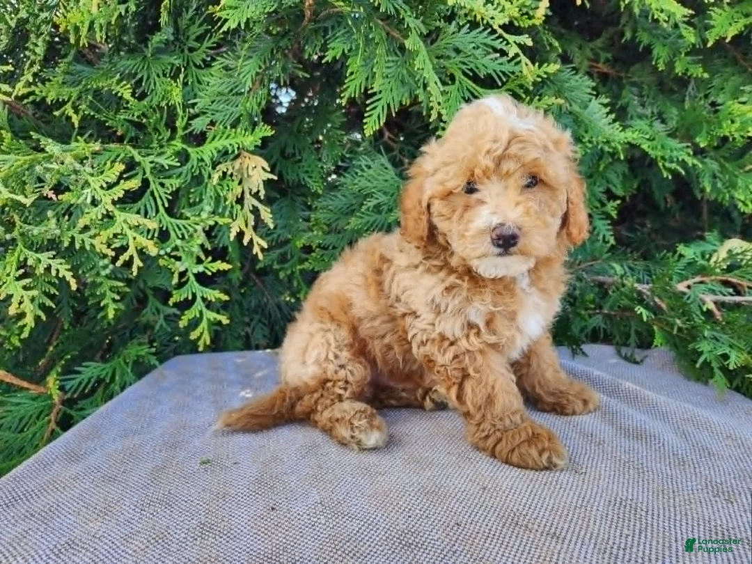 Mini Bernedoodle dogs for sale: Spencer - Ad 2