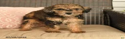 Miniature Poodle dogs for sale: Neva - Ad 3