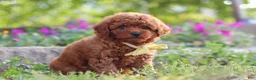 Miniature Poodle dogs for sale: Jance - Ad 6